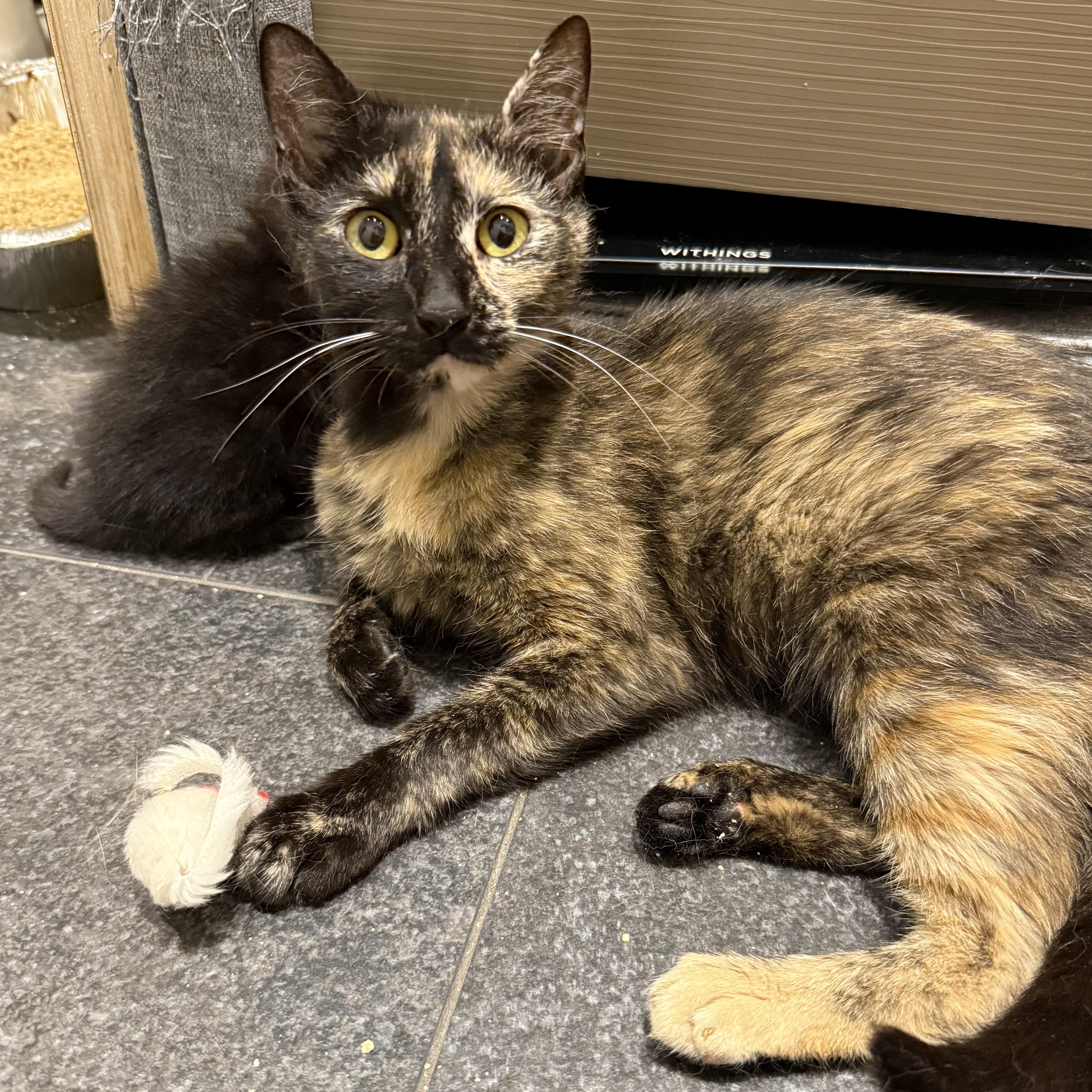 A young medium-sized female Tortoiseshell Domestic Short Hair cat named Sugarfish for adoption in brooklyn, NY