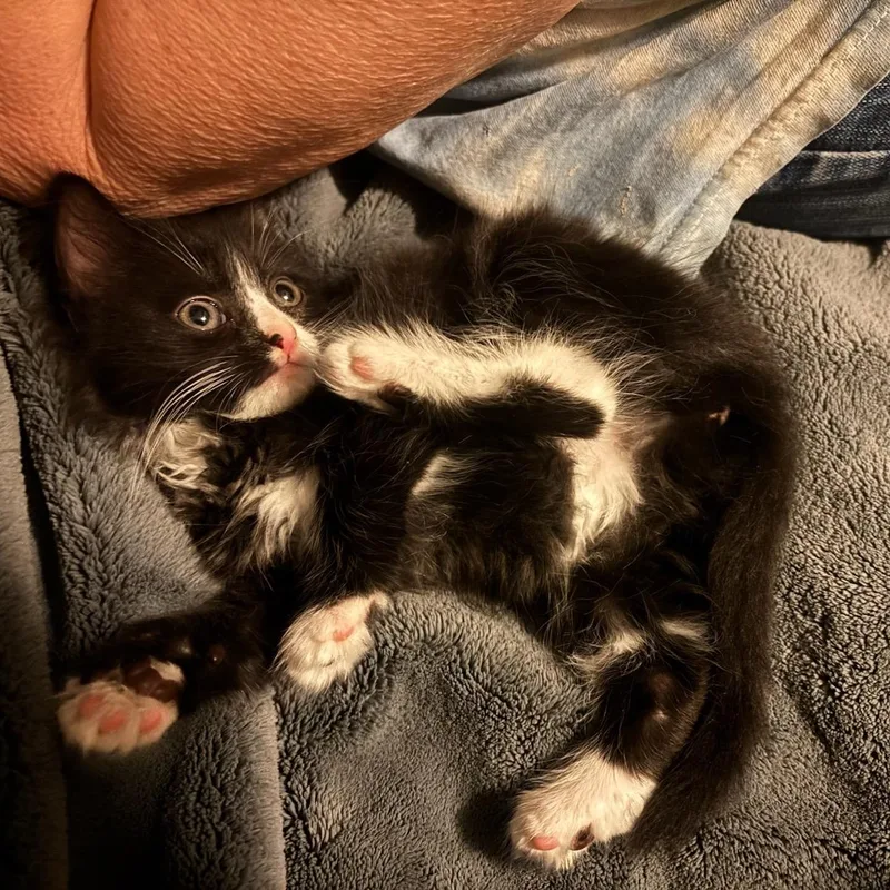 A baby medium-sized female Domestic Medium Hair cat named Eloise for adoption in East Hartford , CT
