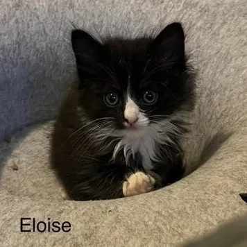 Eloise thumbnail 2