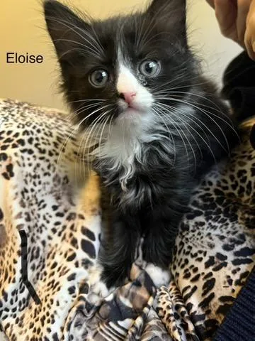 Eloise thumbnail 4