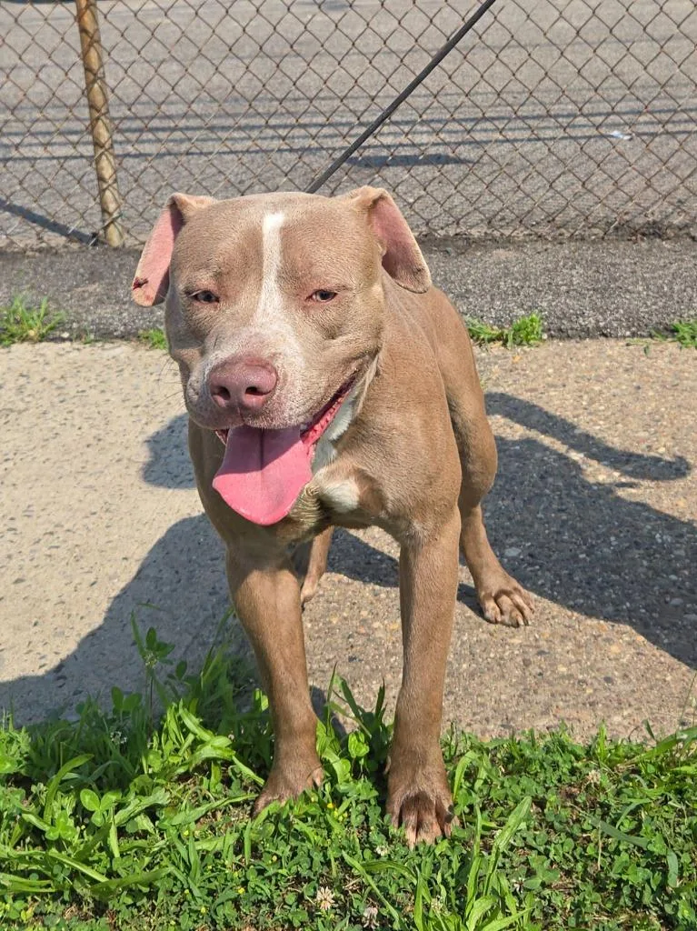 A young medium-sized male Bicolor Pit Bull Terrier dog named Lucas for adoption in Trenton, NJ