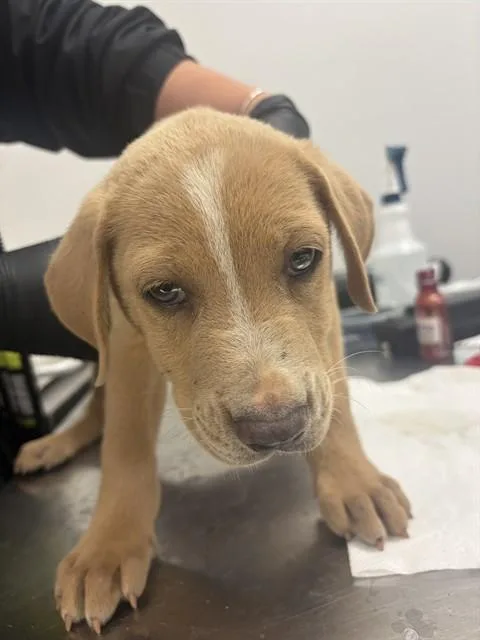 A baby small-sized male Labrador Retriever dog named Rocket for adoption in Corpus Christi, TX