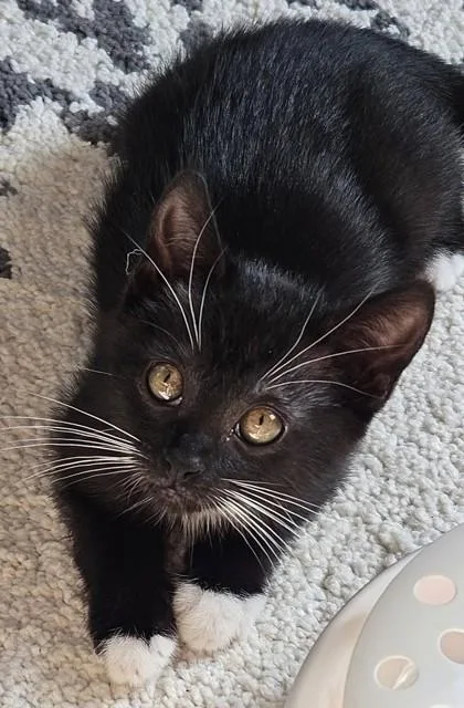 A baby small-sized female Black Domestic Short Hair cat named Betty White for adoption in Kansas City, MO