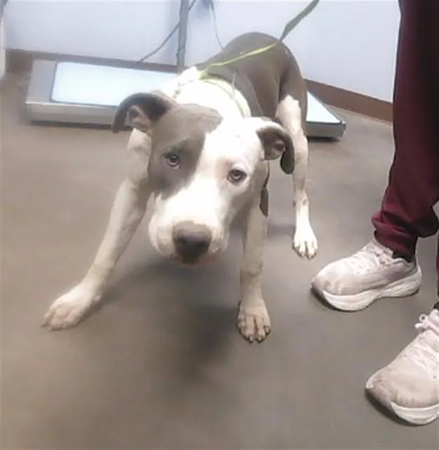 A young large-sized male Pit Bull Terrier dog named Cobalt for adoption in Phoenix, AZ