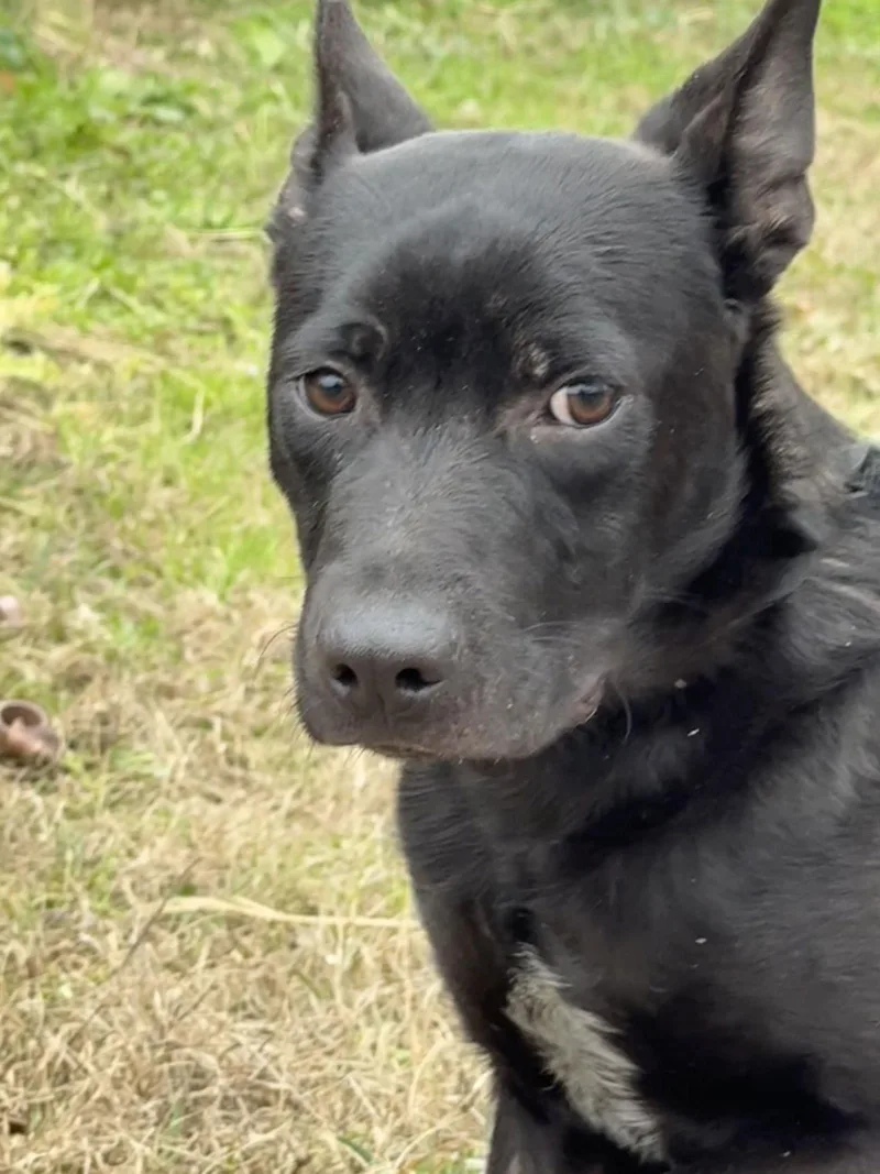 A young large-sized male Shepherd dog named Bart for adoption in Tarrytown, GA