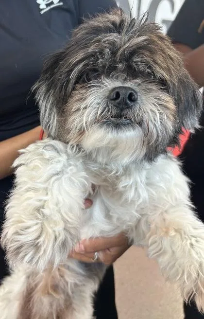 An adult small-sized male Mixed Breed dog named Saturn for adoption in West Chester, PA