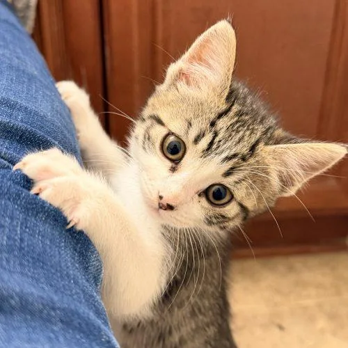 Hazel