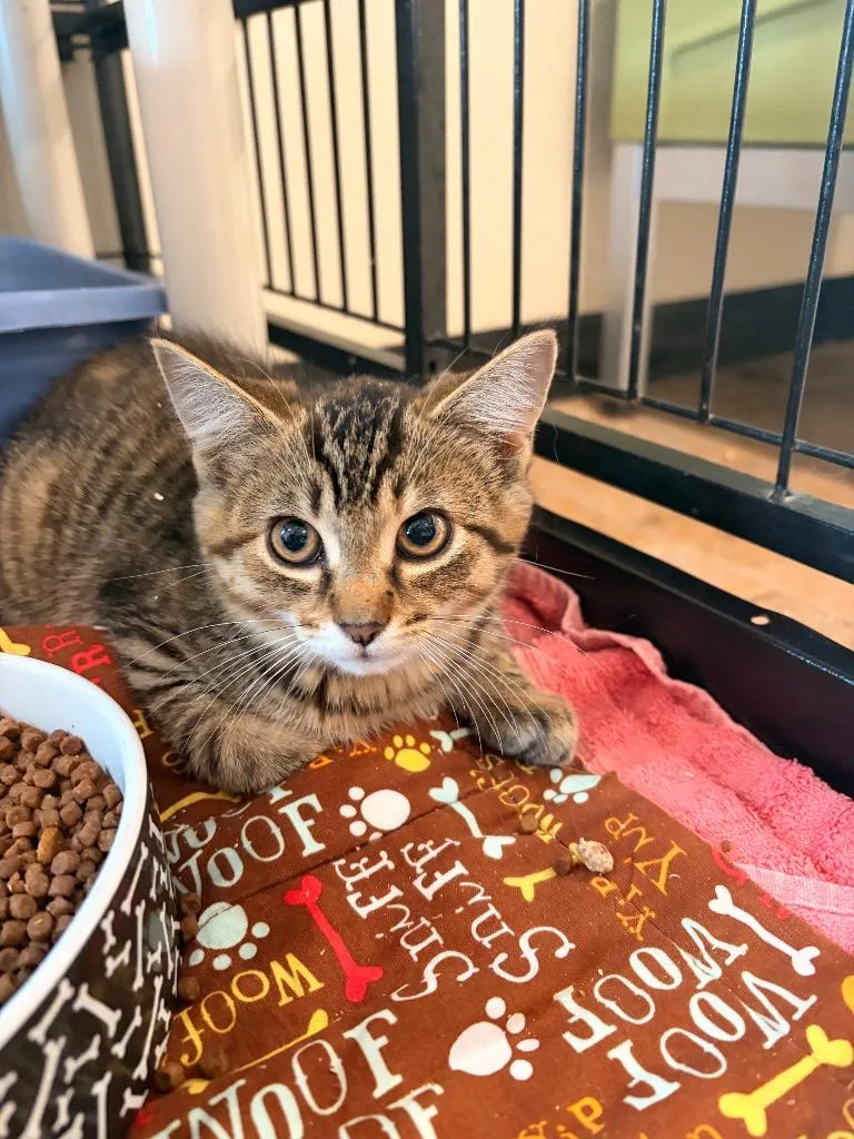 A baby medium-sized female Domestic Short Hair cat named O Zuccini for adoption in Ashland, WI