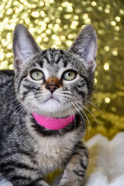 A baby small-sized female Domestic Short Hair cat named Susie for adoption in Yakima, WA
