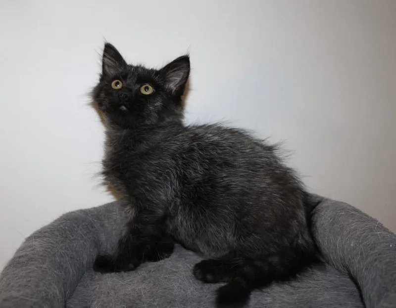 A baby medium-sized male Black Domestic Medium Hair cat named Chihiro for adoption in San Diego, CA