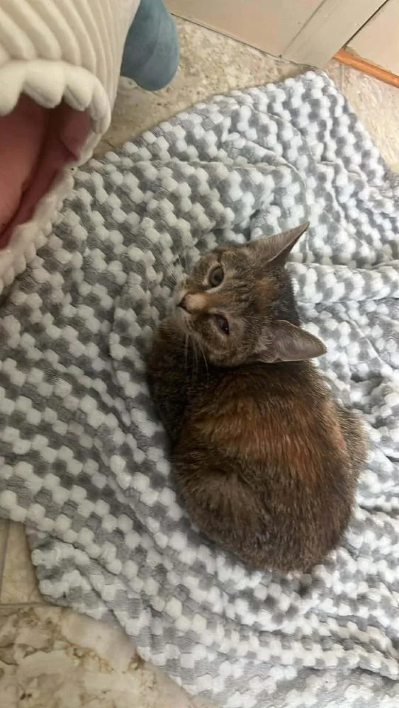 A baby small-sized female Domestic Short Hair cat named Bubbles for adoption in Chicago, IL