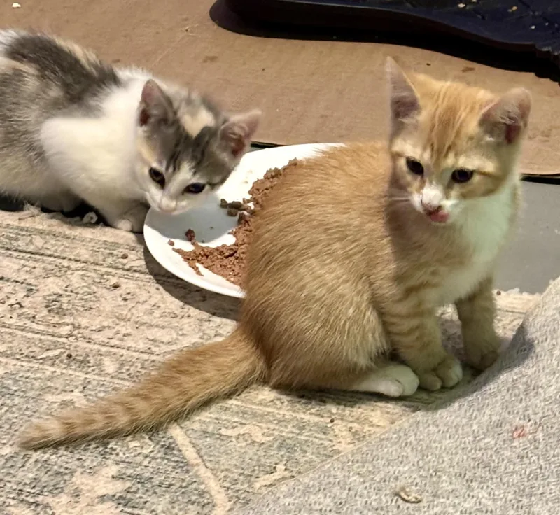 A baby medium-sized male Orange & White Domestic Short Hair cat named Murphy for adoption in Albany, NY