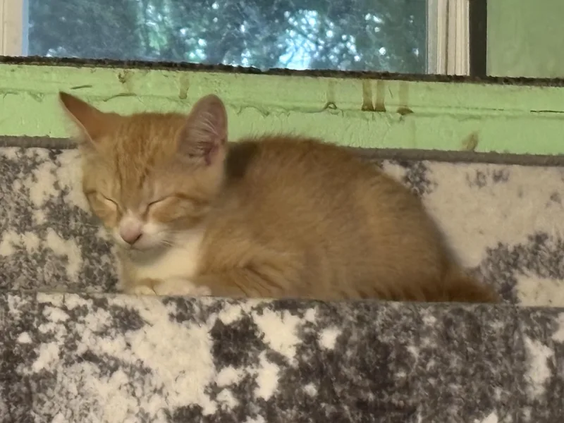 Murphy thumbnail 6
