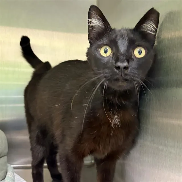A young small-sized female Domestic Short Hair cat named Diamond for adoption in Centerville, MA