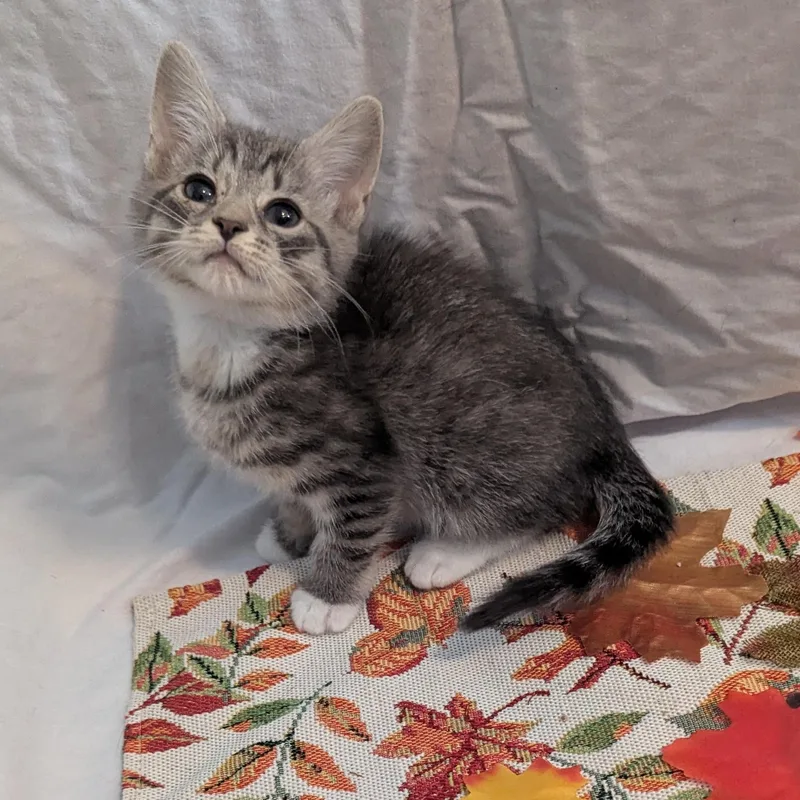 A baby small-sized female Domestic Short Hair cat named Boo for adoption in Haddon Heights, NJ