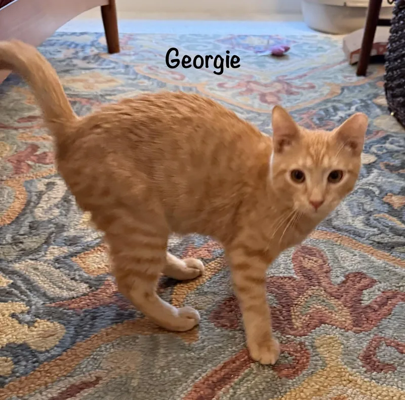 A baby medium-sized male Tabby (Orange / Red) Domestic Short Hair cat named Georgie for adoption in Leesburg, VA