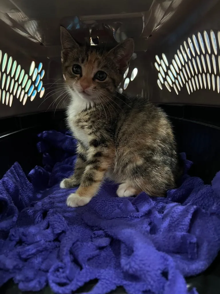 A baby medium-sized female Domestic Short Hair cat named Calypso for adoption in Danielsville, GA