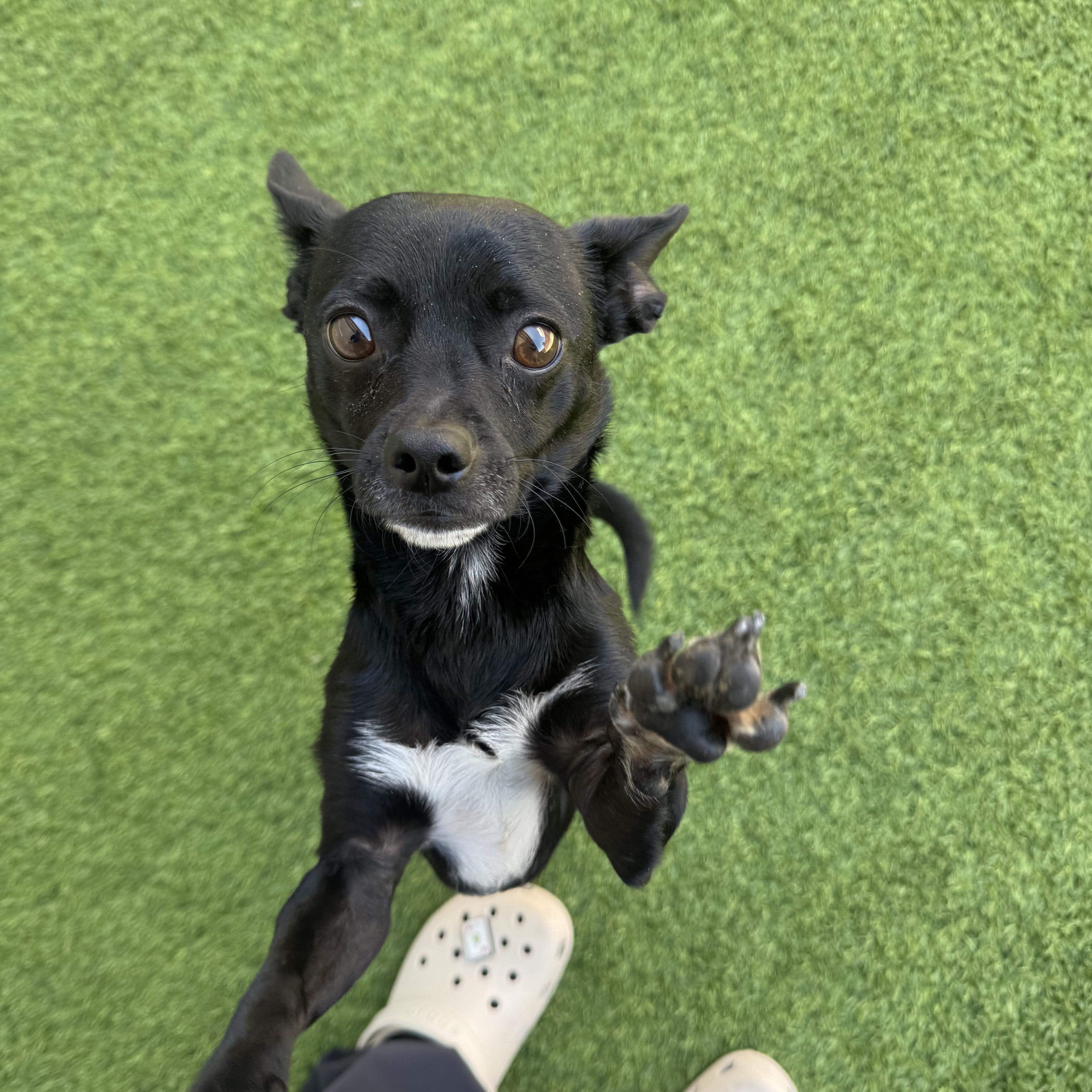 An adult small-sized male Chihuahua dog named Freddy for adoption in Henderson, NV