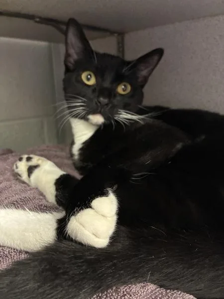 A young small-sized male Domestic Short Hair cat named Sterling for adoption in Salt Lake City, UT