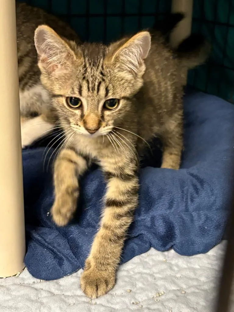 A baby medium-sized male Domestic Short Hair cat named Hunter for adoption in Hartford City, IN