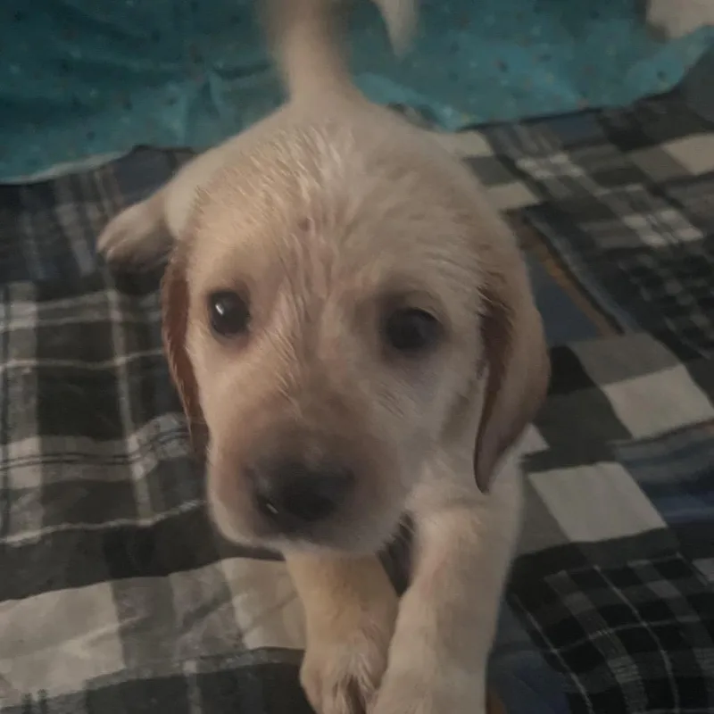 A baby medium-sized male White / Cream Basset Hound dog named Finbar for adoption in Hohenwald, TN