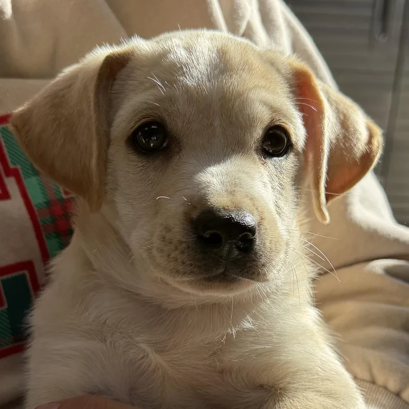 A baby medium-sized female Yellow / Tan / Blond / Fawn Yellow Labrador Retriever dog named Boo Boo for adoption in Midland, TX