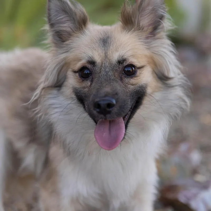 A young small-sized female Brown / Chocolate Chihuahua dog named Lobita for adoption in Palm Springs, CA
