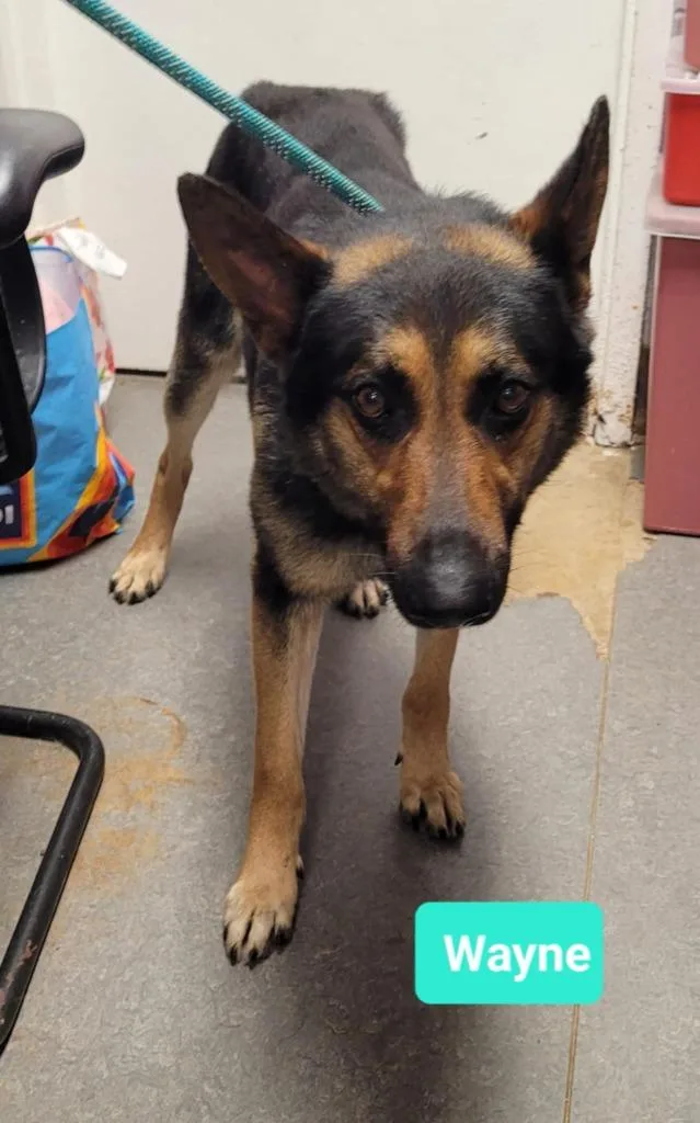 Waynesponsored thumbnail 3