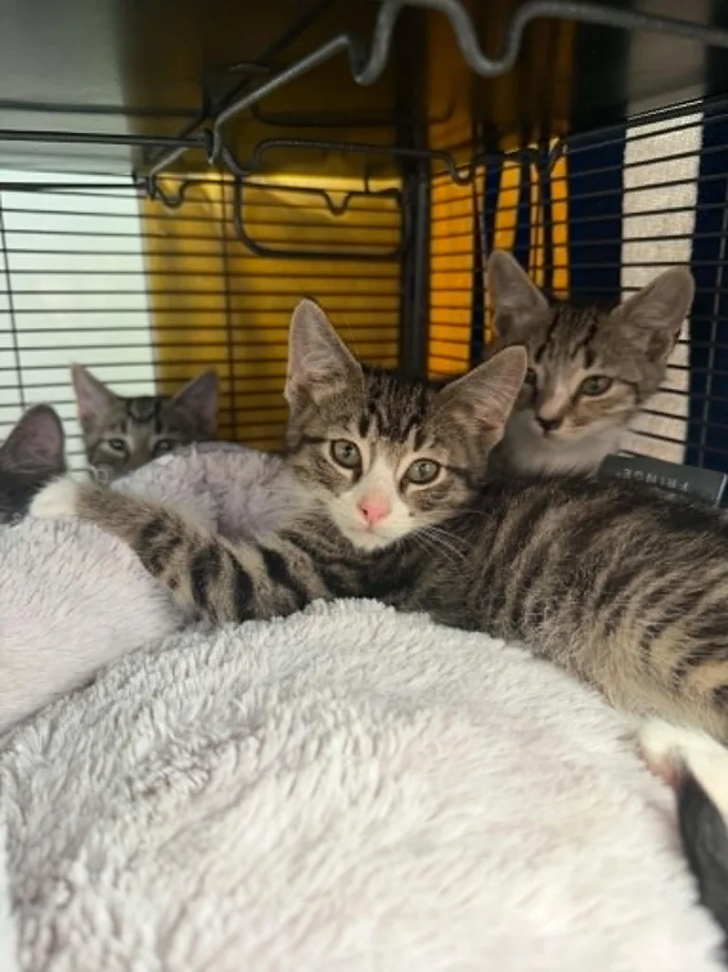 A baby small-sized male Domestic Short Hair cat named Takahe for adoption in Hagerstown, MD