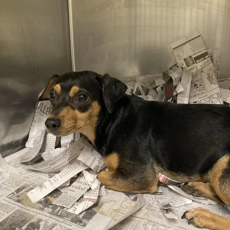 An adult large-sized male Black Chihuahua dog named Pettigrew for adoption in Galveston, TX
