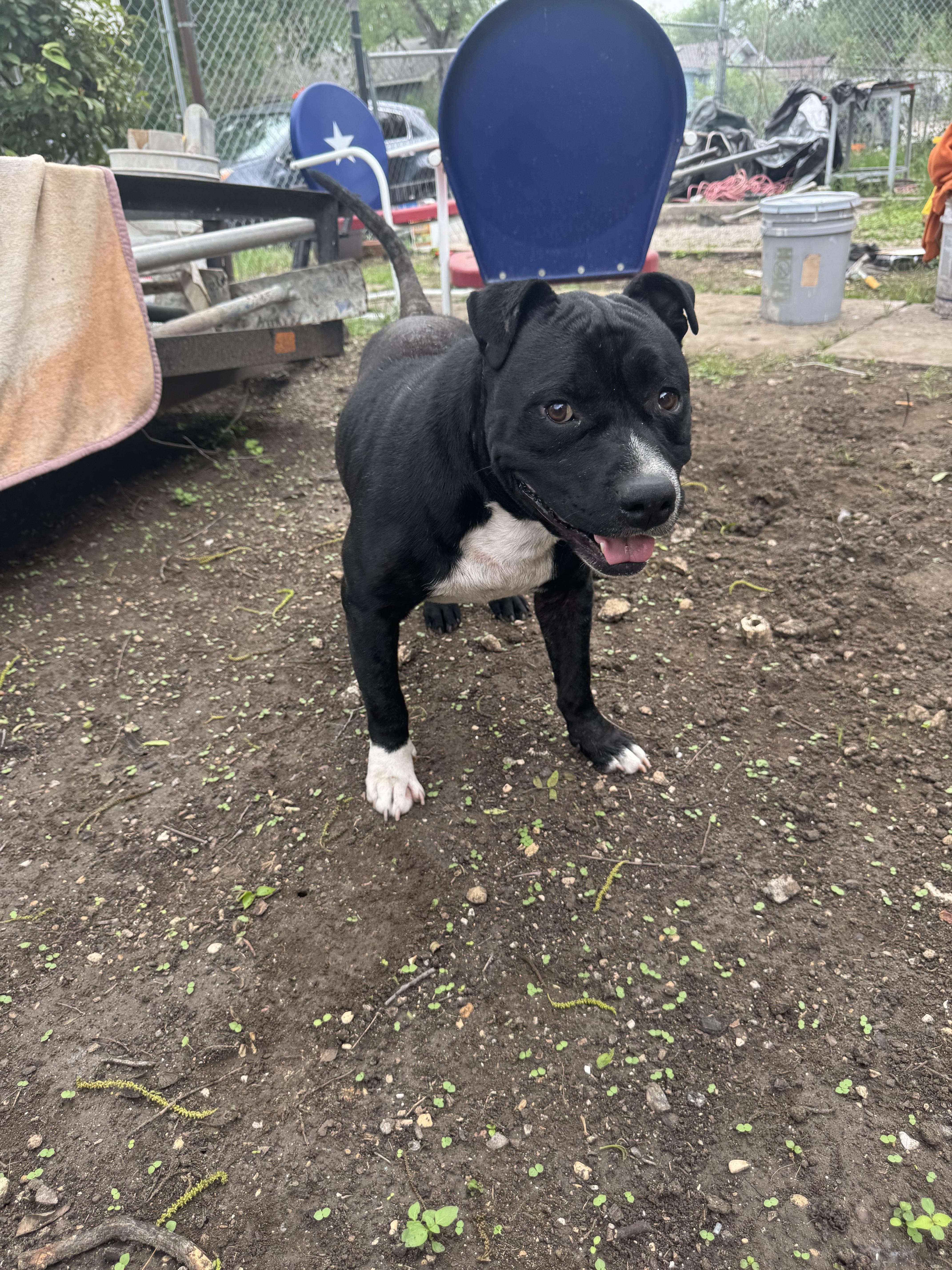 An adult medium-sized male Black American Bully dog named Romeo for adoption in San Antonio, TX