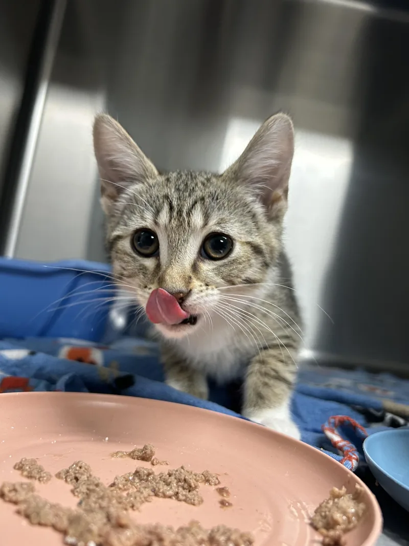 A baby small-sized female Domestic Short Hair cat named Rey for adoption in Chico, CA