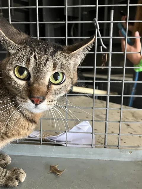A young large-sized female Domestic Short Hair cat named Monmon for adoption in Dallas, TX