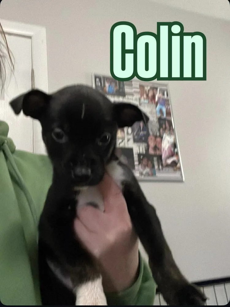 Colin thumbnail 4