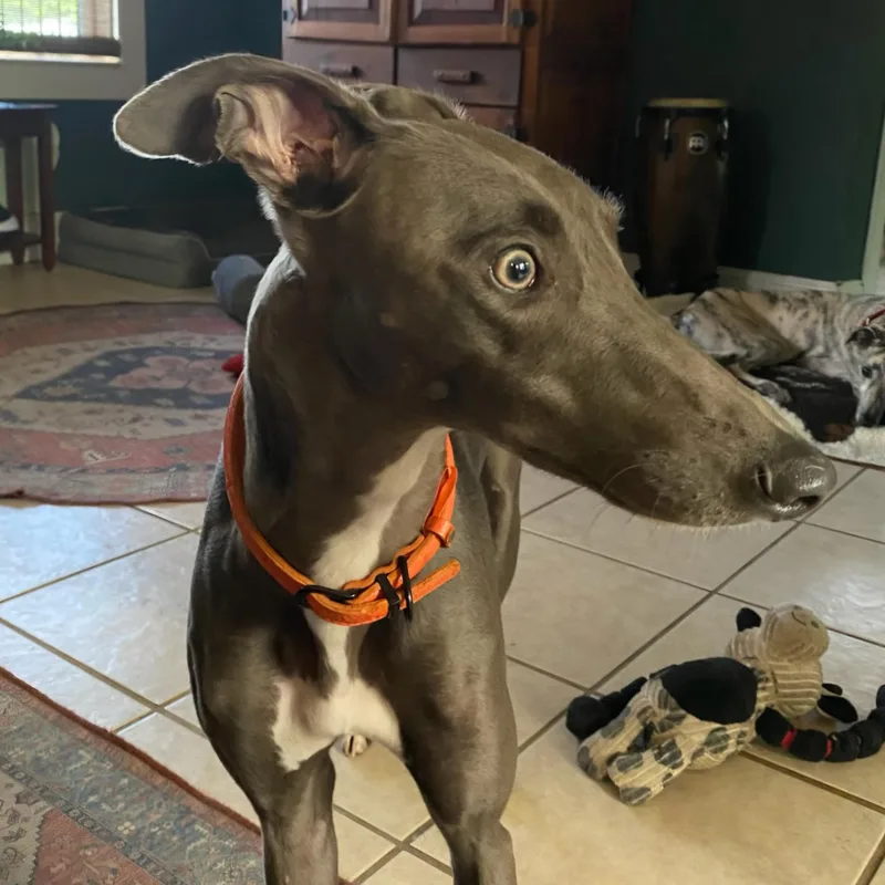 A young large-sized female Greyhound dog named Seraphina for adoption in Tarpon Springs, FL