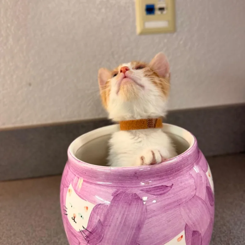 A baby small-sized female Domestic Short Hair cat named Sandy for adoption in Commerce City, CO