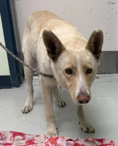 An adult large-sized female Mixed Breed dog named Rainbow for adoption in Savannah, GA
