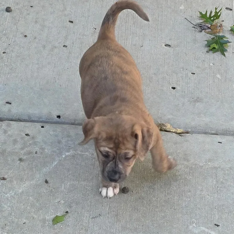 A baby medium-sized female Brown / Chocolate Mixed Breed dog named Stevie for adoption in Olathe, KS