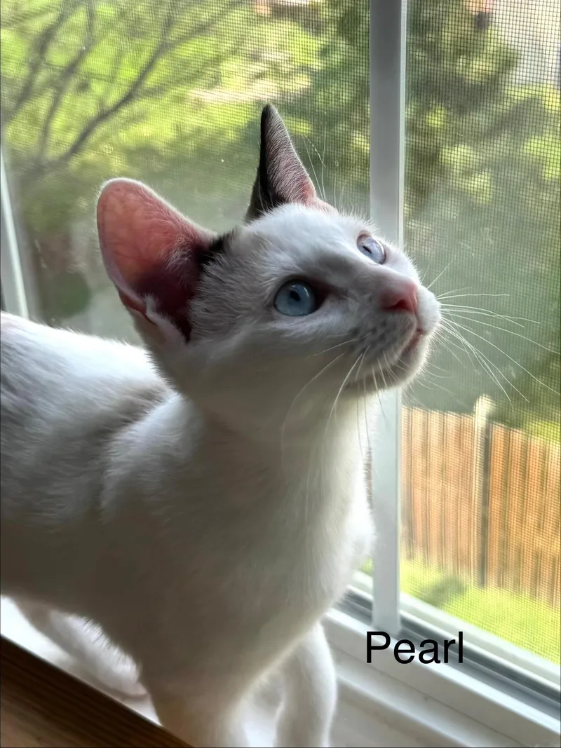 A baby medium-sized female Cream Point Domestic Short Hair cat named Pearl for adoption in Frederick, MD