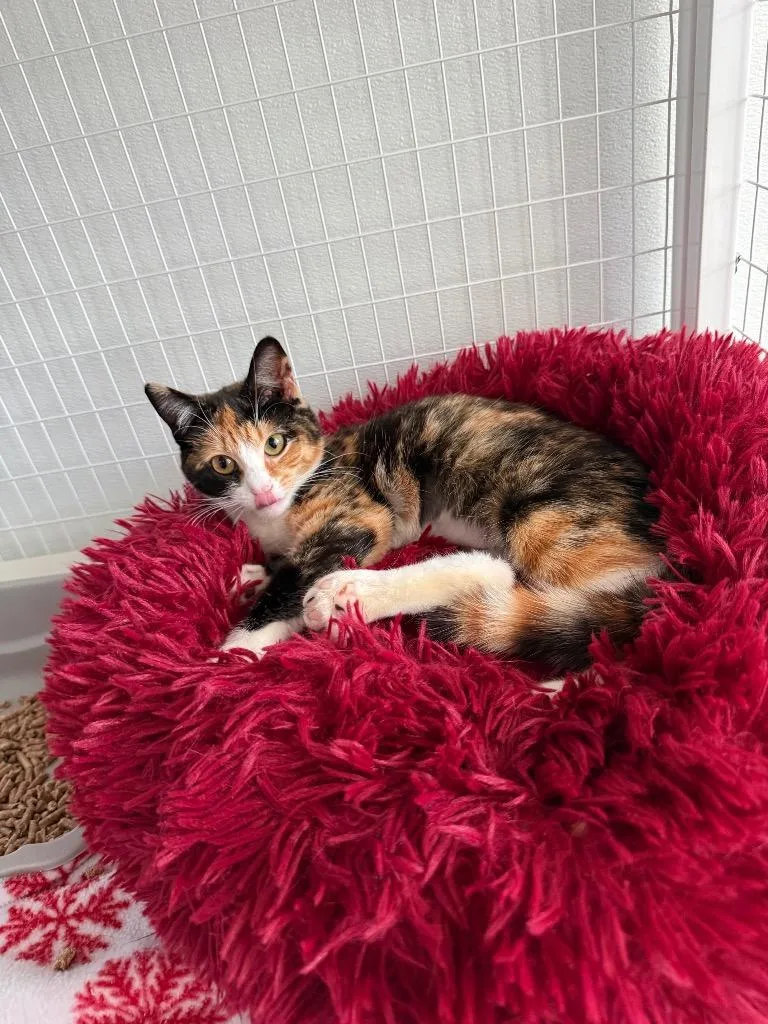 A baby small-sized female Domestic Short Hair cat named Betty for adoption in Brookings, OR