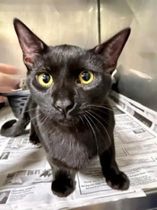An adult medium-sized male Domestic Short Hair cat named b Thackery for adoption in Dallas, GA