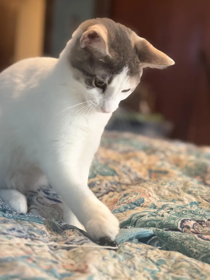 A baby medium-sized female Dilute Tortoiseshell Domestic Short Hair cat named Rabbit and Riley for adoption in Liverpool, TX