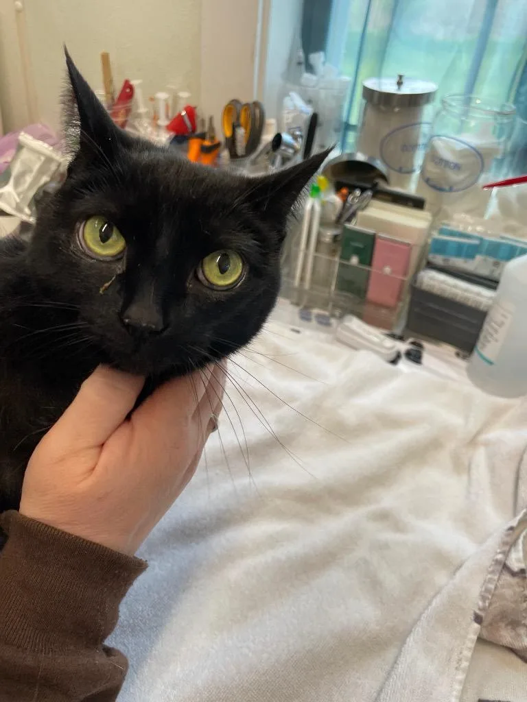 A senior medium-sized female Domestic Short Hair cat named Luna for adoption in Cumberland, ME