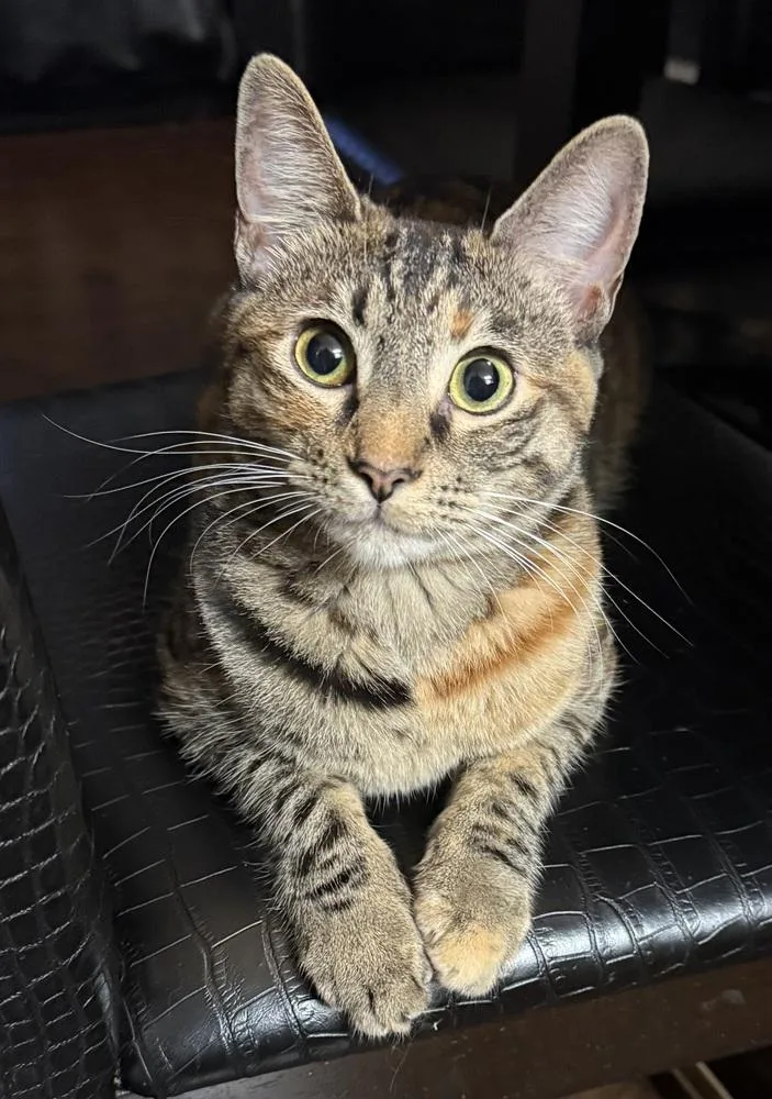 Munchkin thumbnail 2