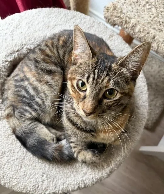 Munchkin thumbnail 3