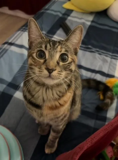 Munchkin thumbnail 4