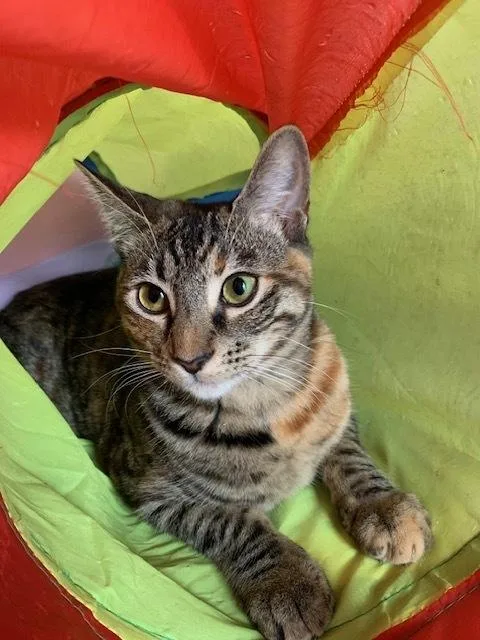 Munchkin thumbnail 5