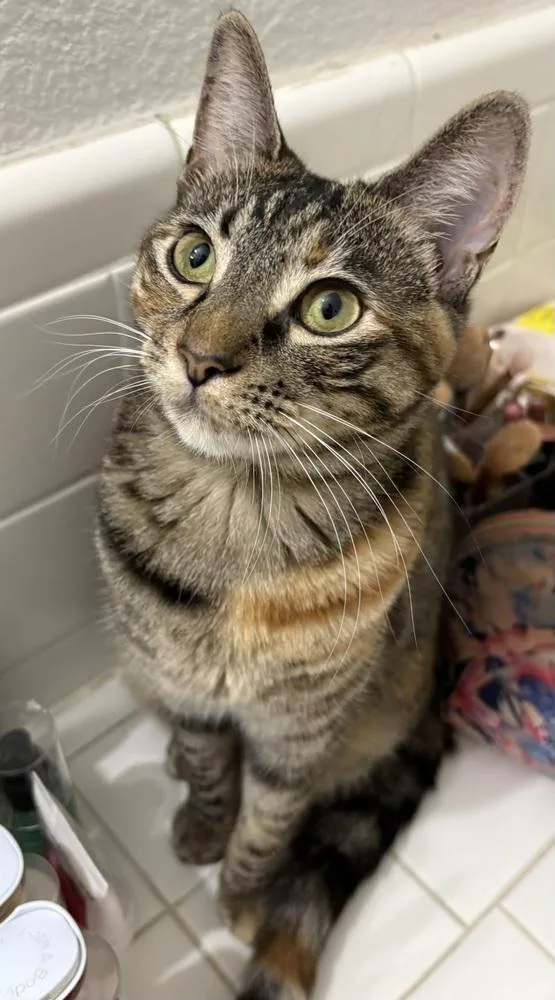 Munchkin thumbnail 6