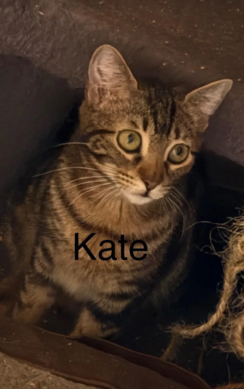 A young medium-sized female Domestic Short Hair cat named Kate for adoption in Winter Garden, FL