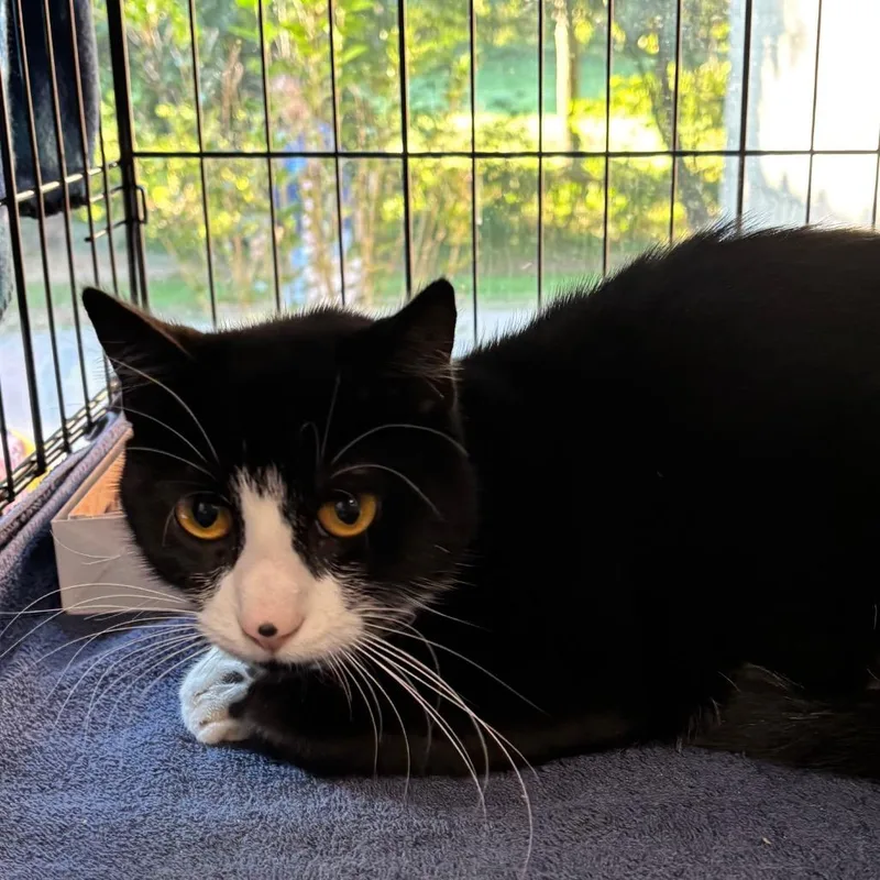 An adult medium-sized male Domestic Short Hair cat named Mr. Business for adoption in Allentown, PA